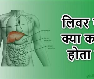 Liver (लिवर)क्या है एवं लिवर के कार्य