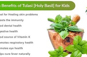 Amazing benefits of Holy Basil( Tulsi)