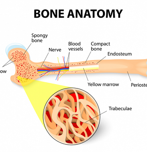 What is Bone Marrorw