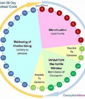 BEST TIME TO CONCEIVE AFTER YOUR MENSTRUAL