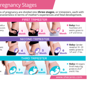 Stages of pregnancy